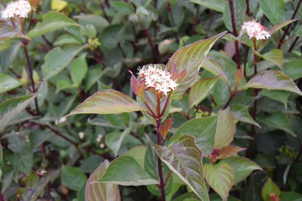Cornus alba 'Kesselringii' 60-80 cm